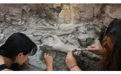 Çankırı'da fillerin atalarına ait yaklaşık 9 milyon yıllık kemikler bulundu Çankırı'da fillerin atalarına ait yaklaşık 9 milyon yıllık kemikler bulundu