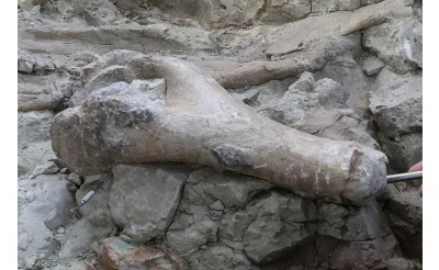 Çankırı'da fillerin atalarına ait yaklaşık 9 milyon yıllık kemikler bulundu Çankırı'da fillerin atalarına ait yaklaşık 9 milyon yıllık kemikler bulundu