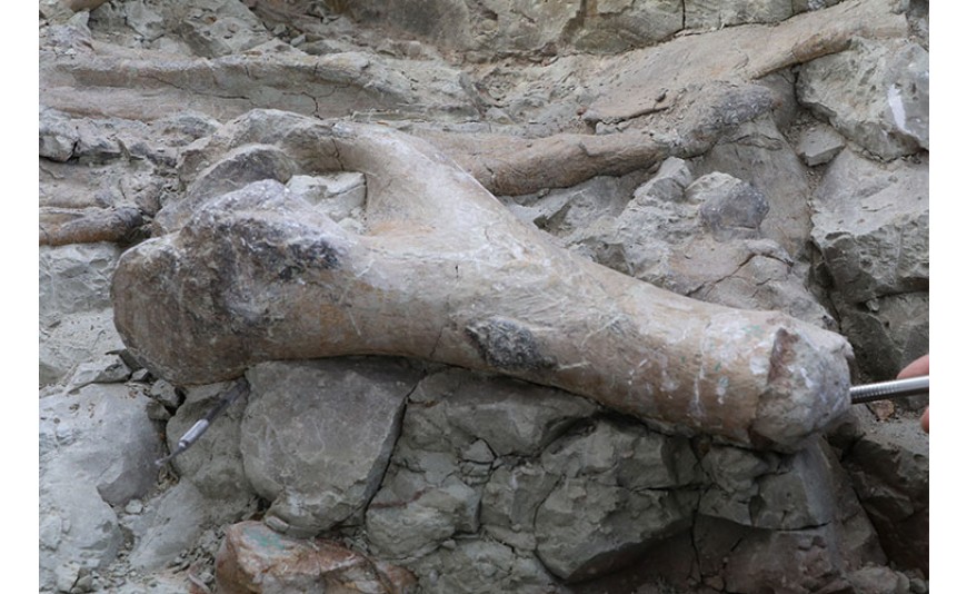Çankırı'da fillerin atalarına ait yaklaşık 9 milyon yıllık kemikler bulundu