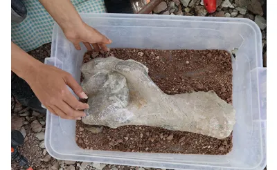 Çankırı'da fillerin atalarına ait yaklaşık 9 milyon yıllık kemikler bulundu Çankırı'da fillerin atalarına ait yaklaşık 9 milyon yıllık kemikler bulundu