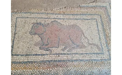 Osmaniye'de Kazı Çalışmalarında Ortaya Çıkan Roma Dönemi Mozaikleri Gün Yüzüne Çıkarılıyor