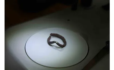 Kahramanmaraş Domuztepe Höyüğü'nde 7 bin 600 yıllık gümüş halka keşfedildi Kahramanmaraş Domuztepe Höyüğü'nde 7 bin 600 yıllık gümüş halka keşfedildi