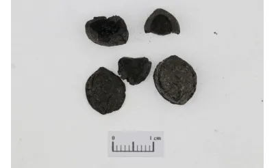 Yassı Höyük'te 2 bin 800 yıllık nohut, buğday, kayısı çekirdeği, üzüm ve sarımsak taneleri bulundu Yassı Höyük'te 2 bin 800 yıllık nohut, buğday, kayısı çekirdeği, üzüm ve sarımsak taneleri bulundu