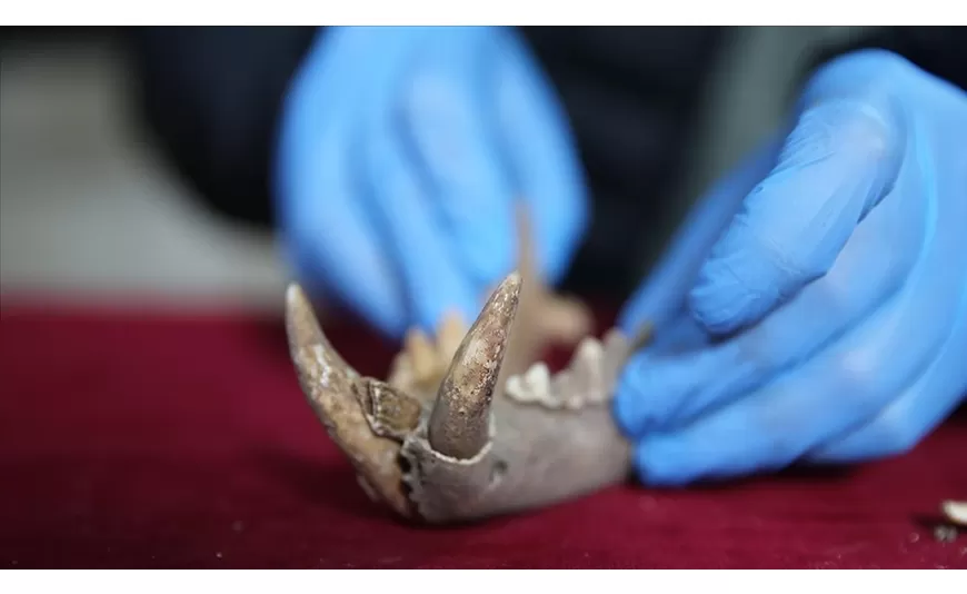 Hanım Kalesi'nde 1500 yıllık Anadolu leoparı kemikleri bulundu