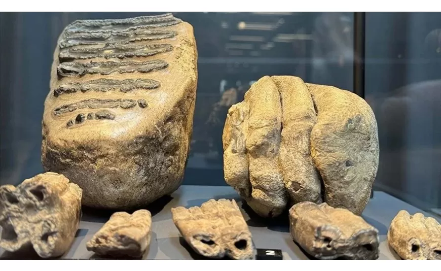 Samsun'da 14 yıl önce tesadüfen bulunan mamut fosilleri sergilenmeye başlandı