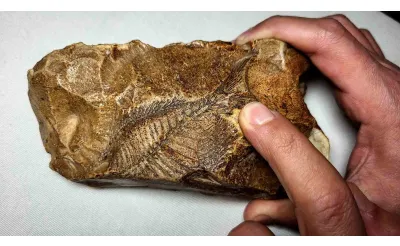 Adıyaman’da 15 milyon yıllık balık fosili bulundu Adıyaman’da 15 milyon yıllık balık fosili bulundu