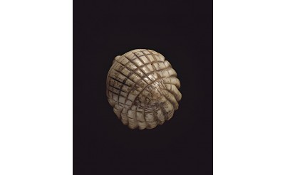 Brassempauy Venüsü