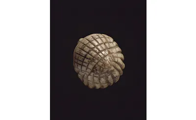 Brassempauy Venüsü